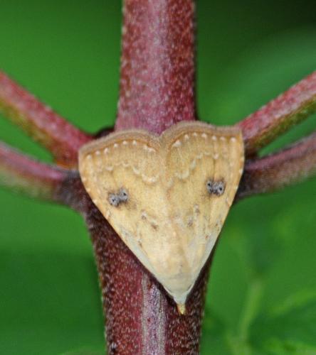 Réf. 245 688 : Rivula sericealis